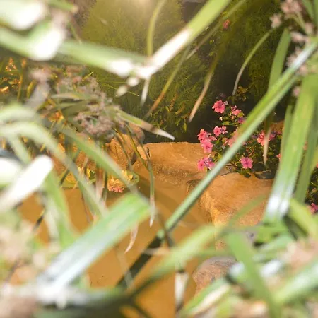 Guest house Pension Sofia 3*